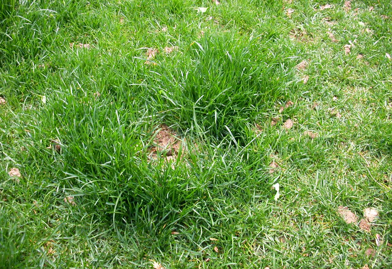 Does Dog Pee Ruin Grass